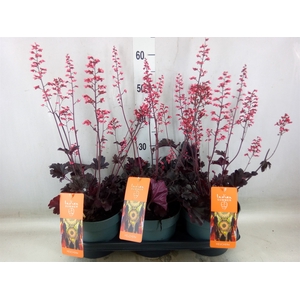 Heuchera   ...