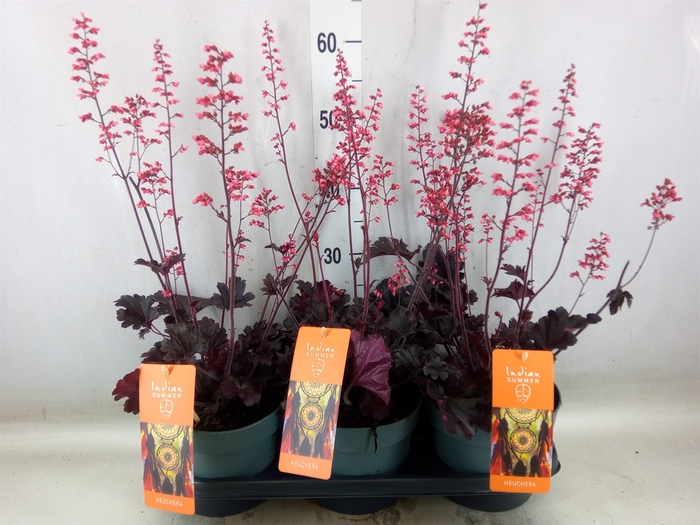 <h4>Heuchera   ...</h4>