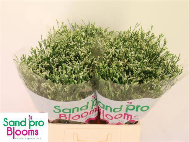 <h4>LIM SIN COOL DIAMOND</h4>