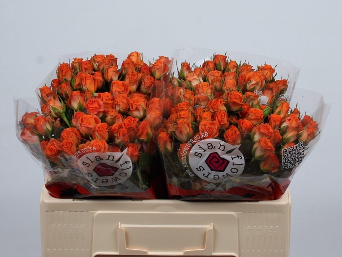 <h4>R TR PICANTO</h4>