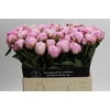 Paeonia Sarah Bernhardt