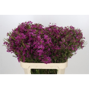 Chamelaucium Purple Rain