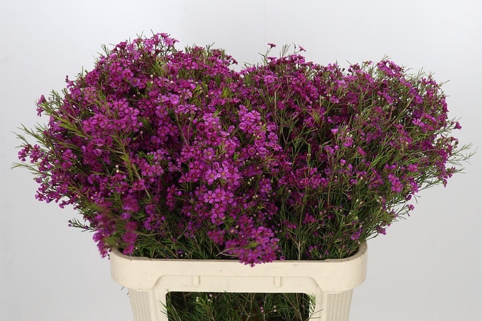 <h4>Chamelaucium Purple Rain</h4>