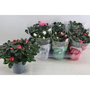 RHODO SI VOGEL GEM