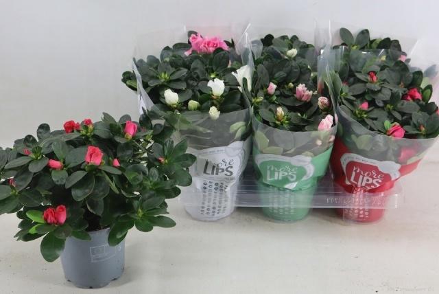 <h4>RHODO SI VOGEL GEM</h4>
