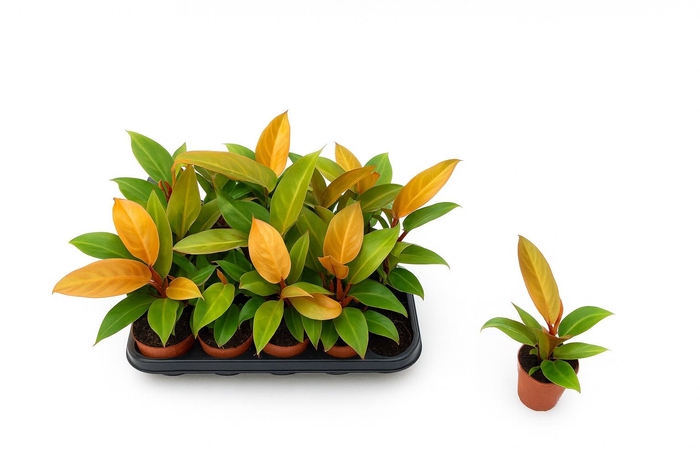 <h4>PHIL PRIN OF ORANGE</h4>