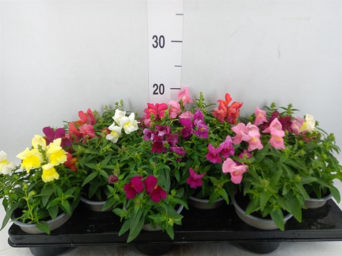 <h4>Antirrhinum majus   ...mix</h4>