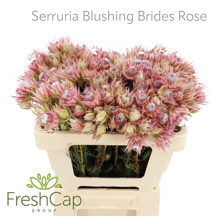 <h4>Serruria Blushing Brides Rose 4-5 Flwrs</h4>
