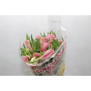 ALSTROEMERIA PRIMADONNA 080 CM
