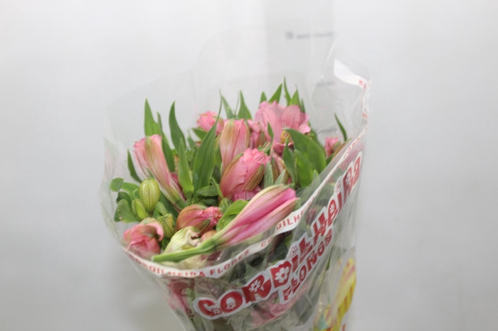 <h4>ALSTROEMERIA PRIMADONNA 080 CM</h4>