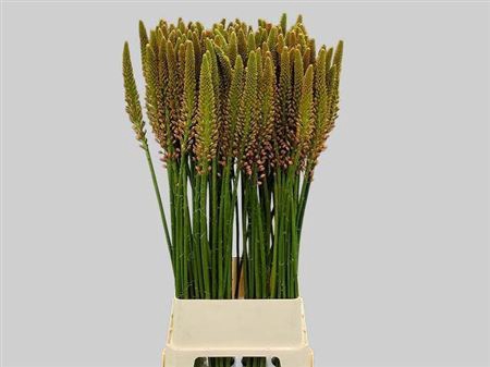 <h4>Eremurus Cleopatra</h4>