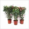 NERIUM OLEANDER OV