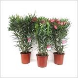 NERIUM OLEANDER OV
