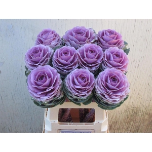 Brassica Crane Pink