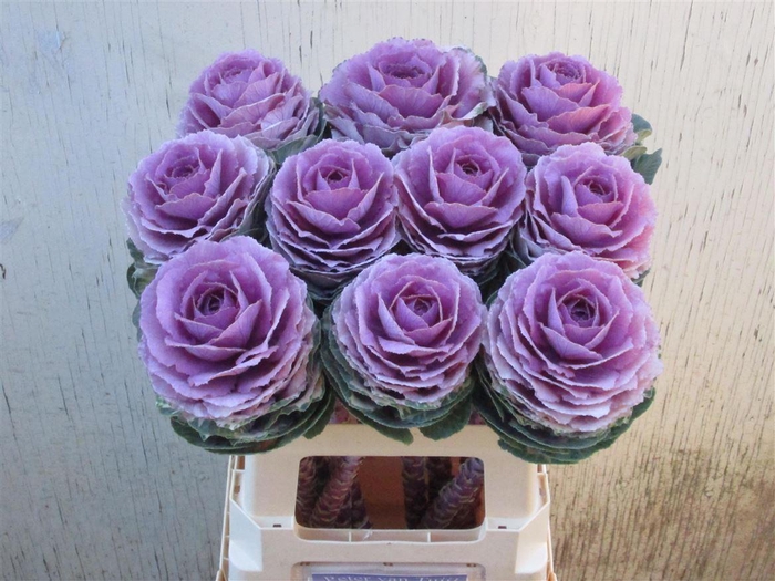 <h4>Brassica Crane Pink</h4>