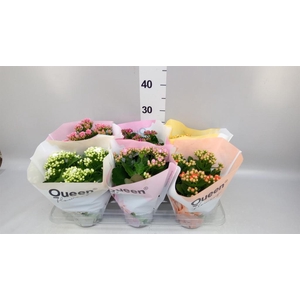 Kalanchoe blos.   ..rosebud mix GR