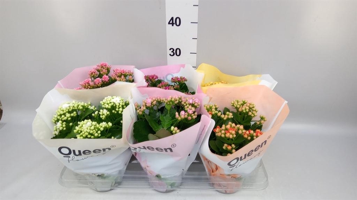 <h4>Kalanchoe blos. ..rosebud mix GR</h4>