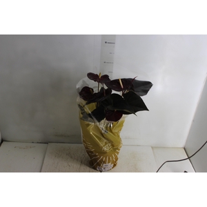 ANTHURIUM DELICATA P17