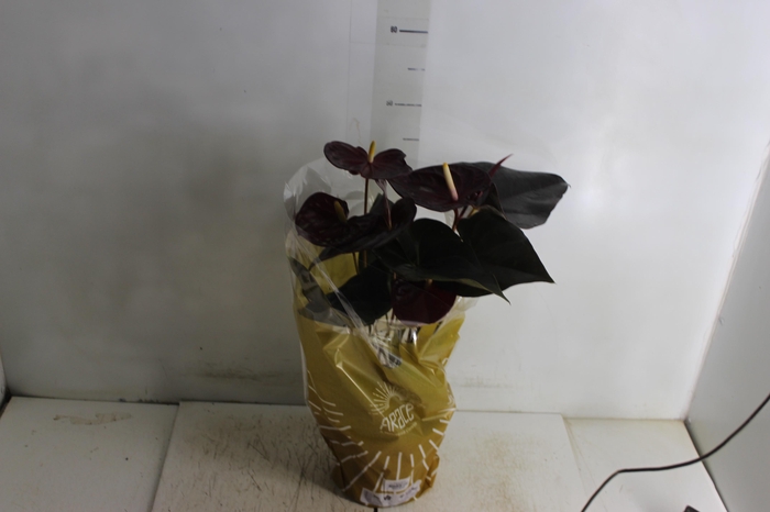 <h4>ANTHURIUM DELICATA P17</h4>