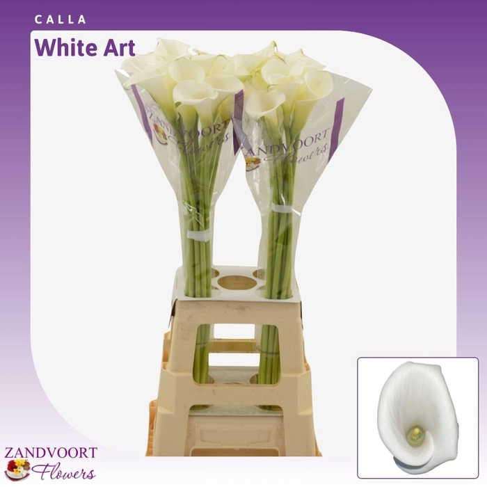 <h4>Calla White Art</h4>