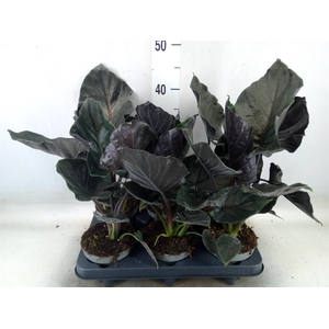 Alocasia   ...