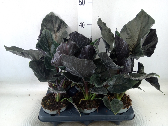 <h4>Alocasia   ...</h4>