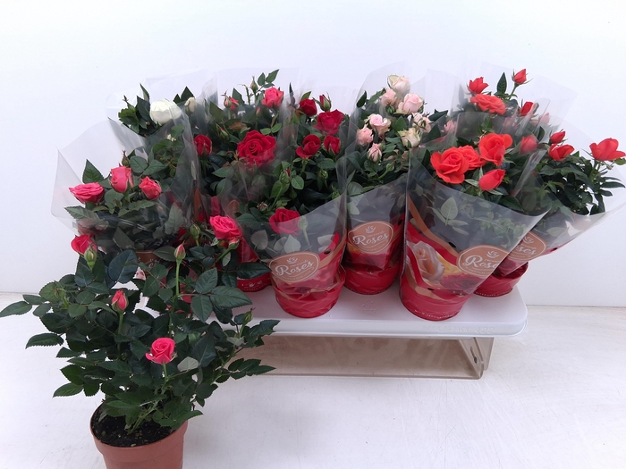 <h4>RO FAV RO GEM 5 SRT</h4>