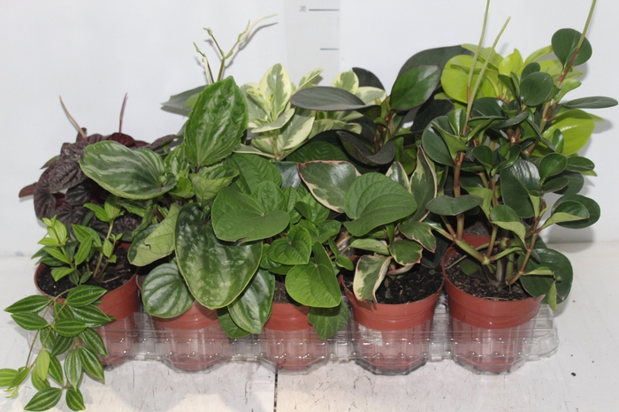 <h4>PEPEROMIA VARIADO P12</h4>