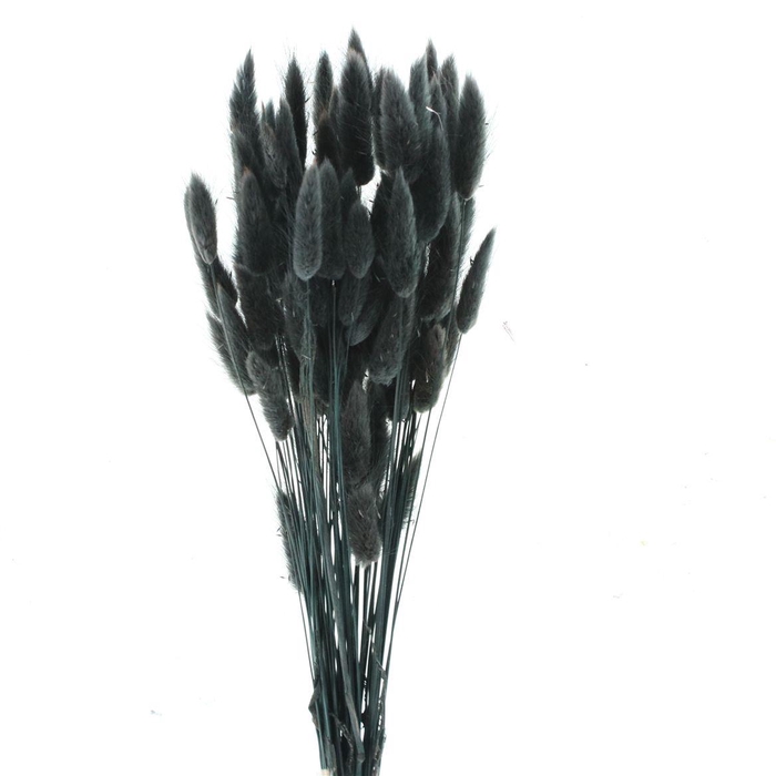 <h4>Dried Lagurus Bleached Black Bs</h4>