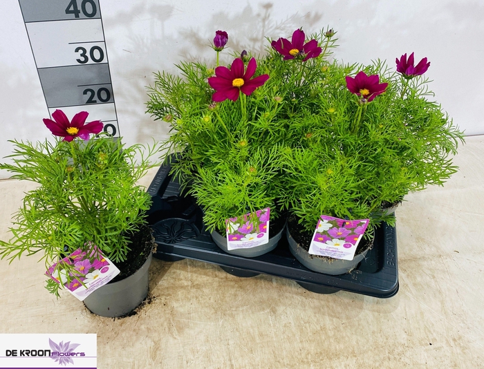<h4>COSM BIP CASA VIOLET</h4>