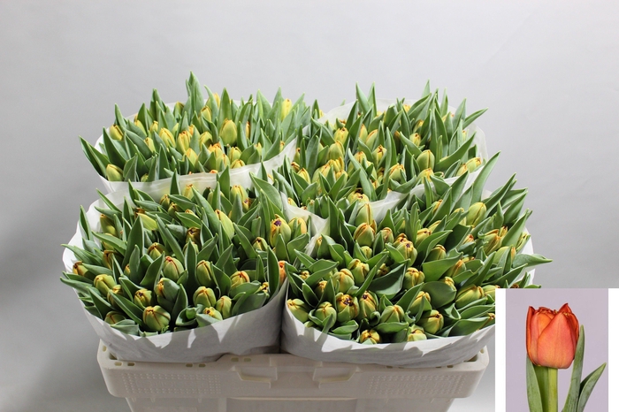 <h4>TU DU LORENZO</h4>