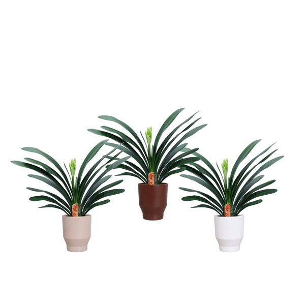 <h4>Clivia miniata in Lugano keramiek</h4>