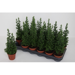 CHAM THY TOP POINT P09