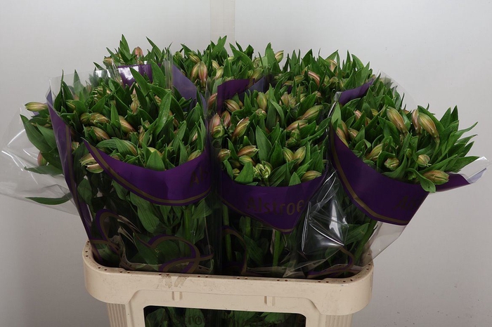 <h4>Alstroemeria  'Pink Floyd'</h4>
