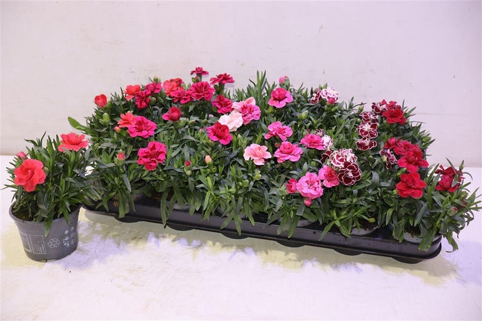 <h4>Dian Osc Gem</h4>