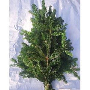 ABIES NORDMAN BUND