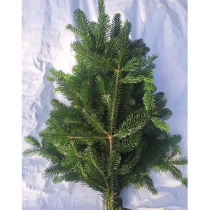 ABIES NORDMAN BUND 700gr