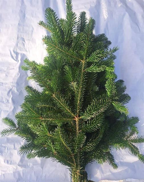 <h4>ABIES NORDMAN BUND 700gr</h4>