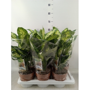 Dieffenbachia  'Compacta'