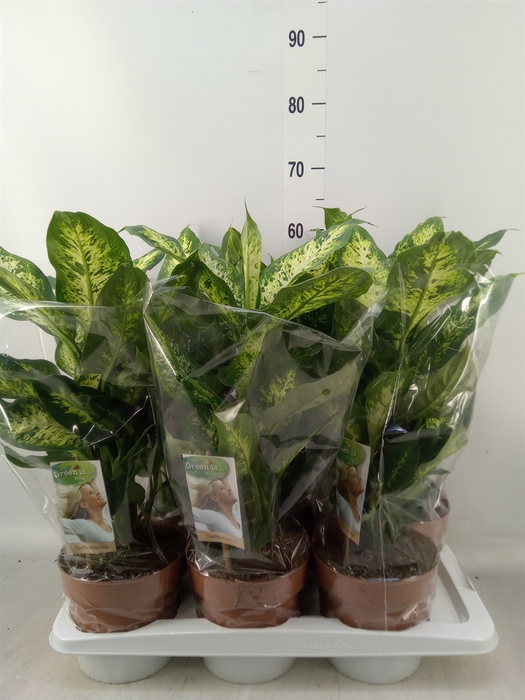 <h4>Dieffenbachia  'Compacta'</h4>
