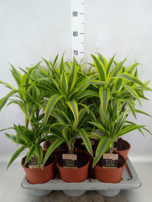 <h4>Dracaena fr de 'LemonLime'</h4>