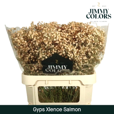 <h4>Gyps Xlence L80 Salmon</h4>
