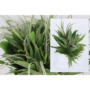 Dracena Small Mix White 42cm