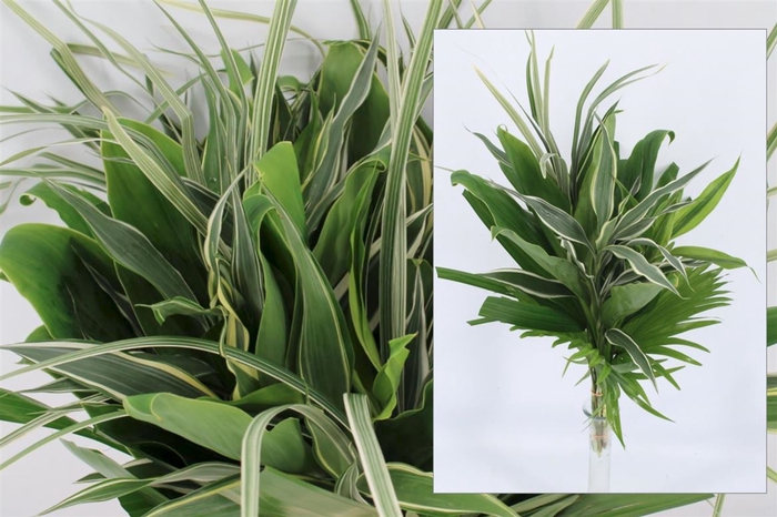 <h4>Dracena Small Mix White 42cm</h4>
