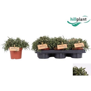 RHIPSALIS PILOCARPA