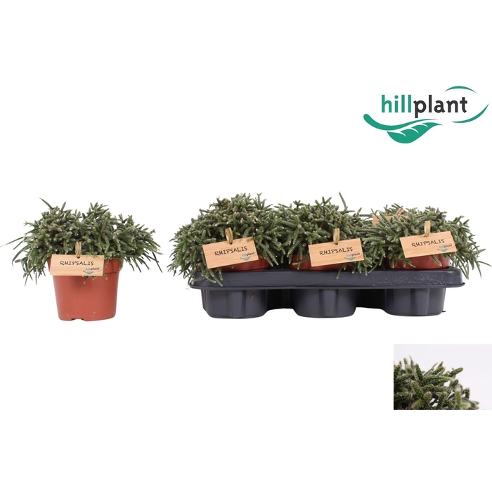 <h4>RHIPSALIS PILOCARPA</h4>