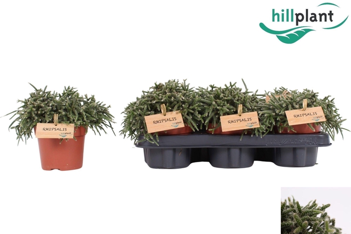 <h4>RHIPSALIS PILOCARPA</h4>
