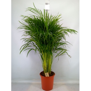Dypsis lutescens   ...Chrysalidoca