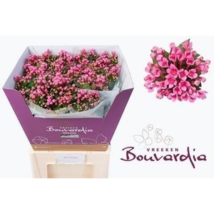 Bouvardia si roza
