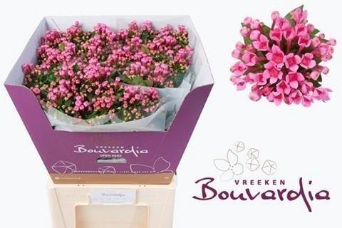 <h4>Bouvardia si roza</h4>